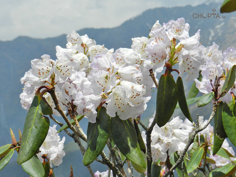 Rhododendron – Altitude Marker in Chopta