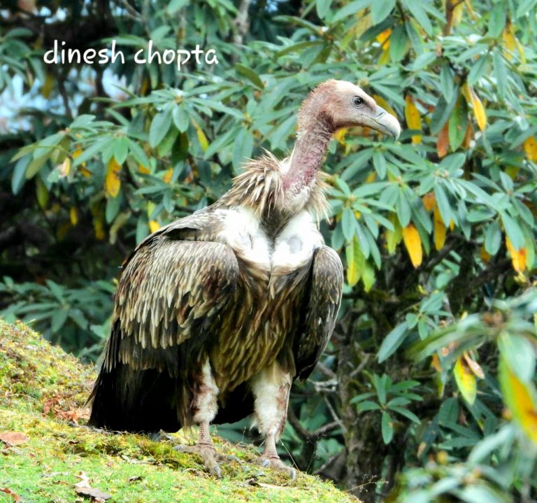 Chopta Birds Pictures - Photos of Birds Found in Chopta Region