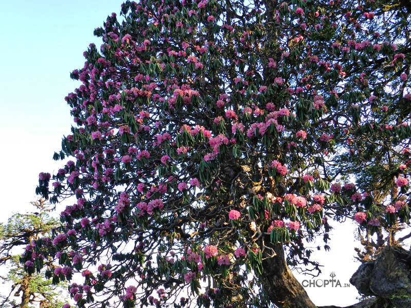 Rhododendron Flower Tree in Chopta Region